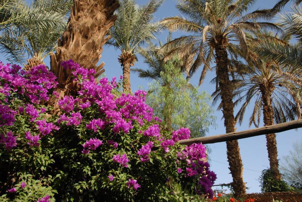 Villa Zagora Ma Villa Au Sahara Εξωτερικό φωτογραφία